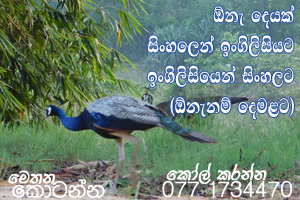 Sinhala Tamil English Translations and Content Writing