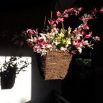 flowers and shadow - photo by Ajith Perakum Jayasinghe