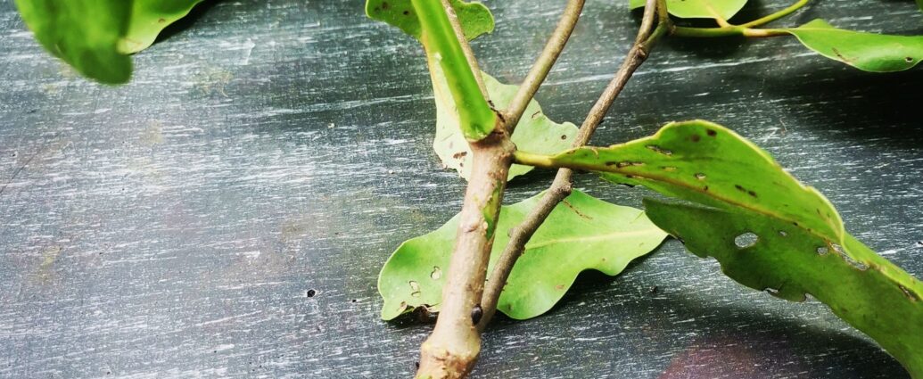 parasitic plant