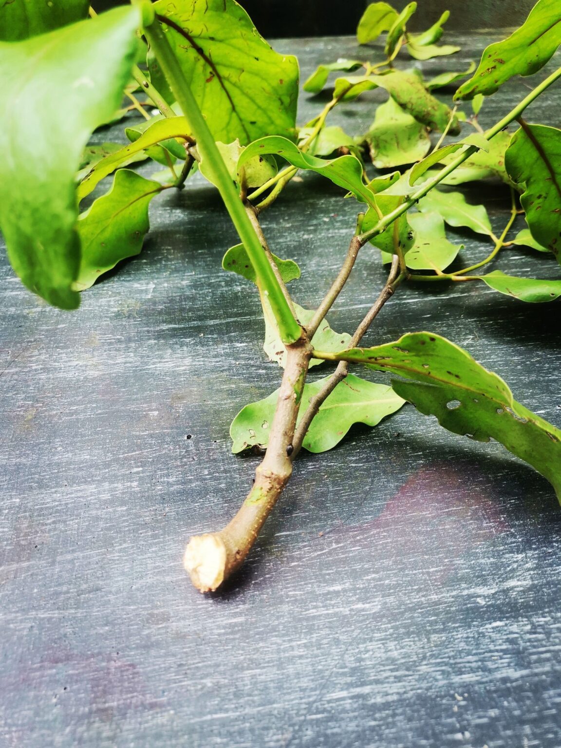 parasitic plant