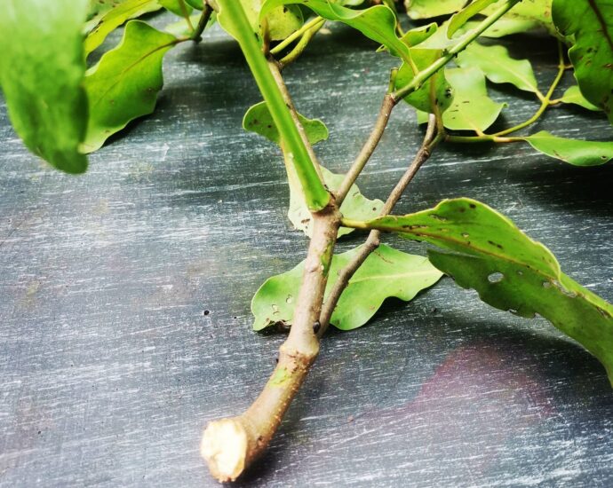 parasitic plant